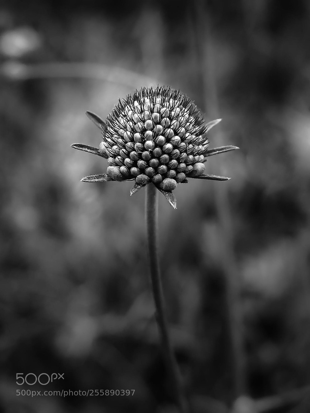 Fujifilm X70 sample photo. Untitled photography
