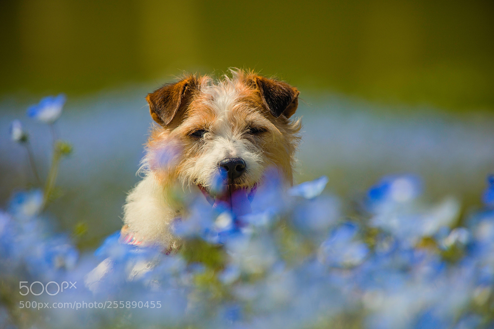 Canon EOS 5DS R sample photo. Like a heaven photography