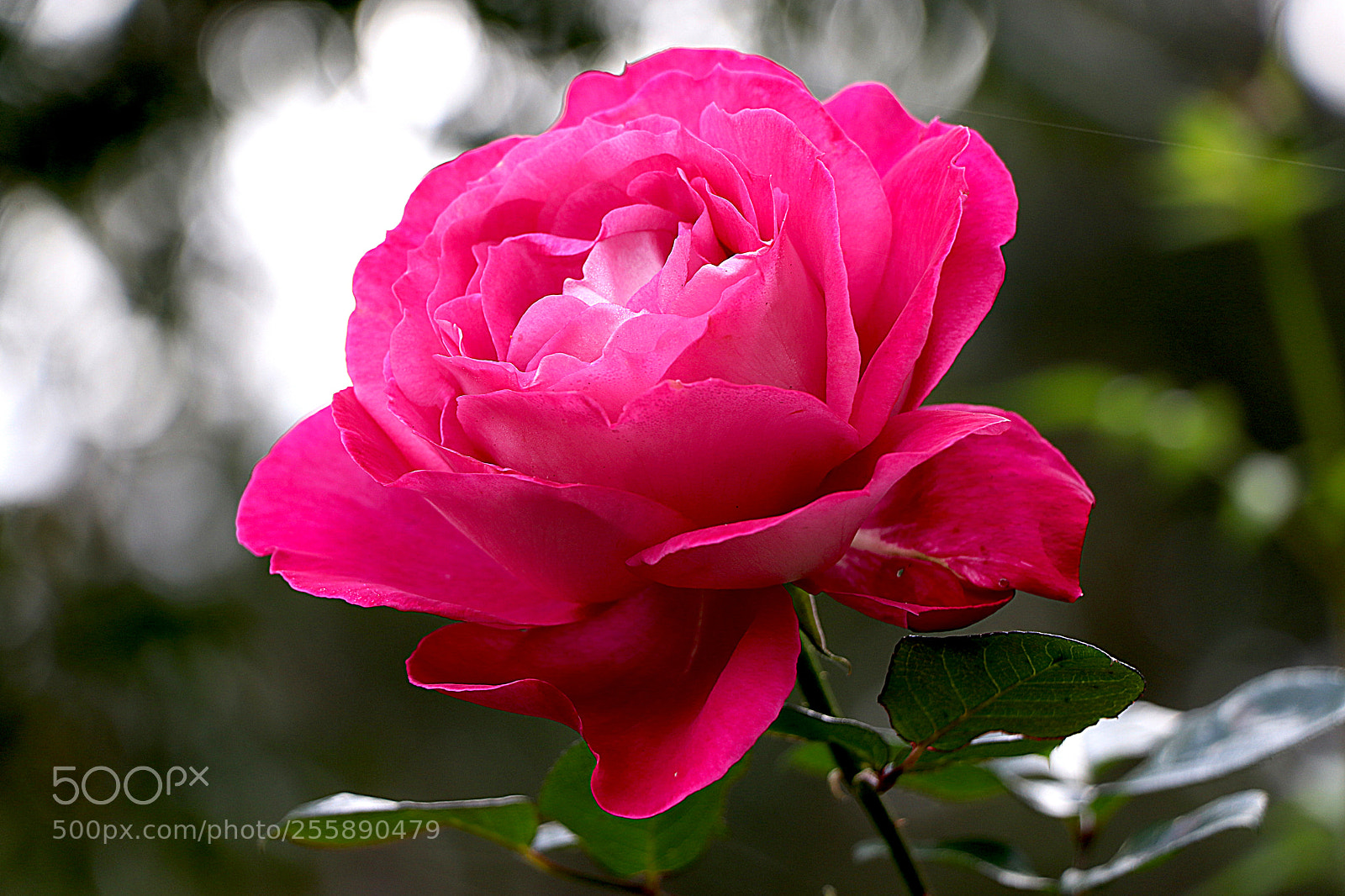 Canon EOS 80D sample photo. Baronne edmond de rothschild photography