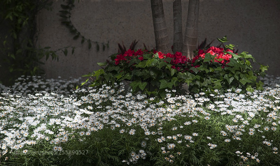Nikon D300S sample photo. Spring beauty  photography