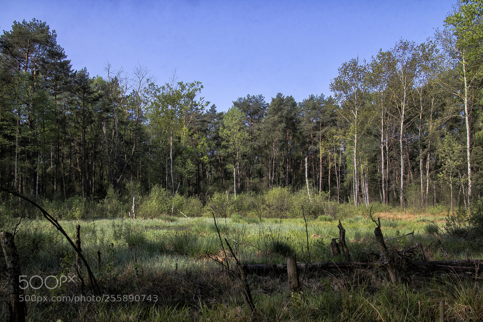 Canon EOS 760D (EOS Rebel T6s / EOS 8000D) sample photo. Spring, forest swamp. photography