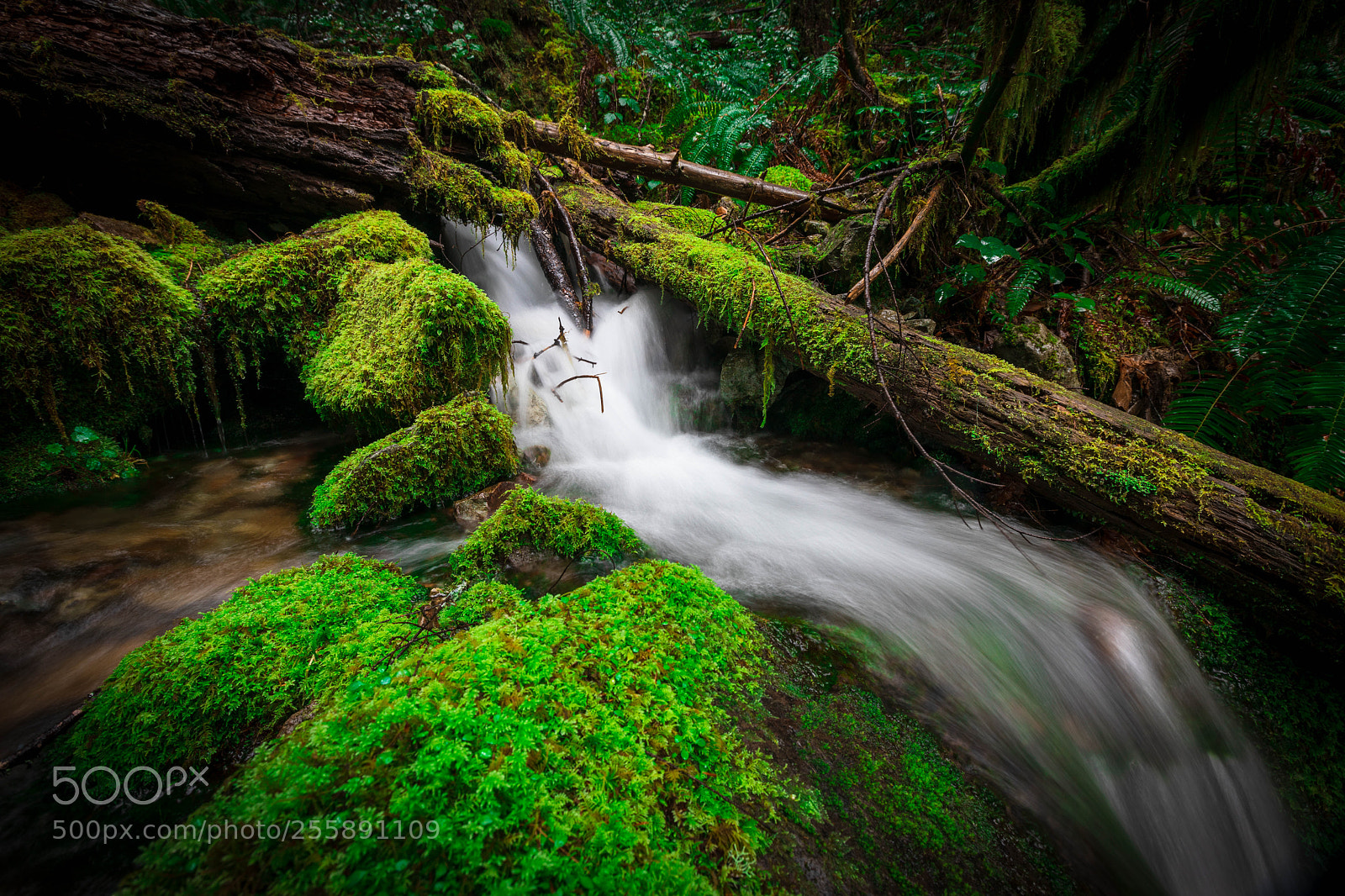 Canon EOS 5D Mark IV sample photo. Falls foxgarden photography