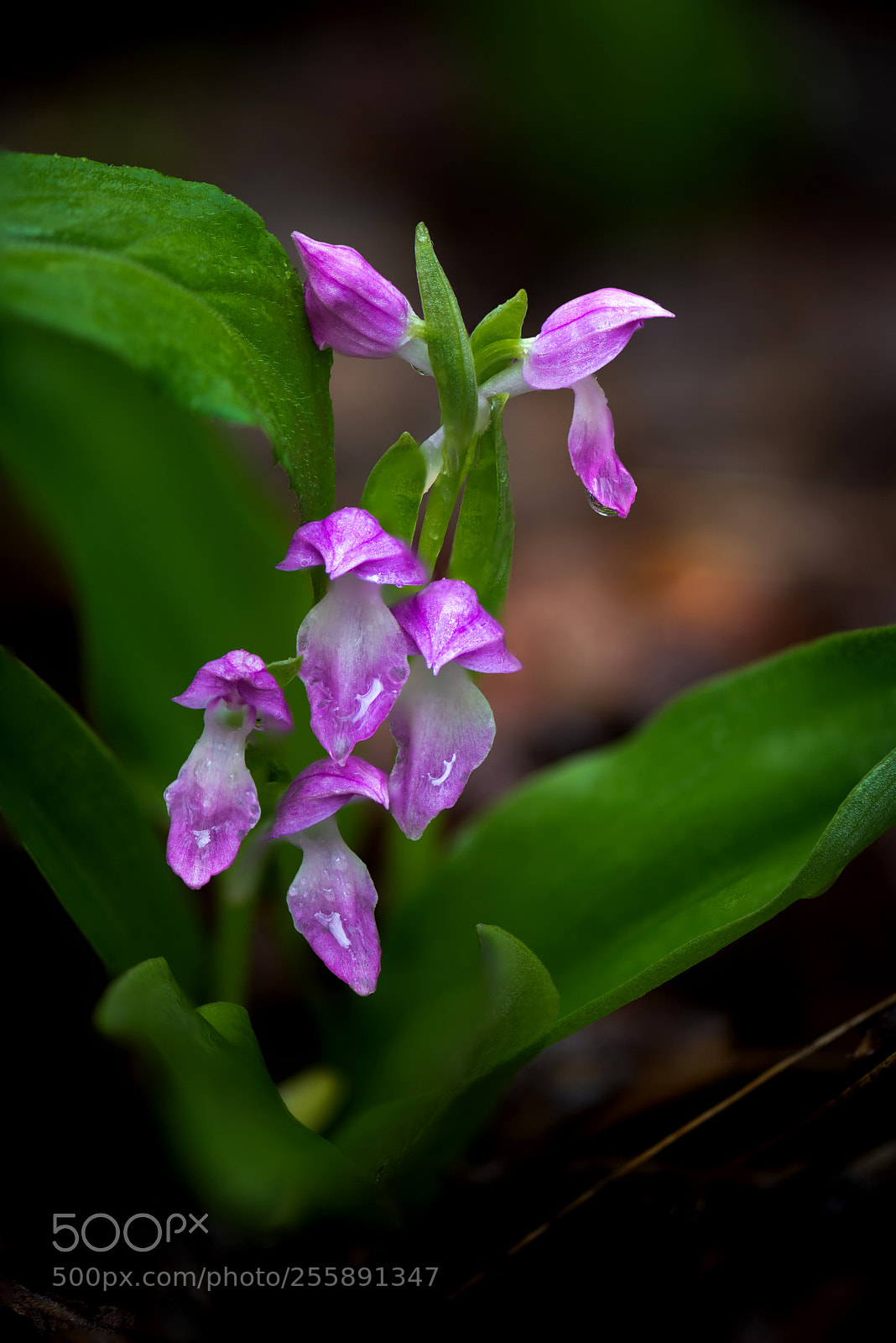Nikon D850 sample photo. Showy orchis photography