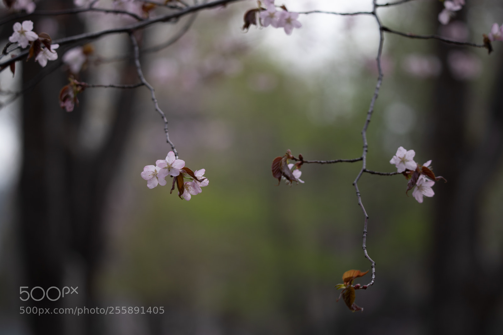 Canon EOS-1D X Mark II sample photo. Cherry blossom photography