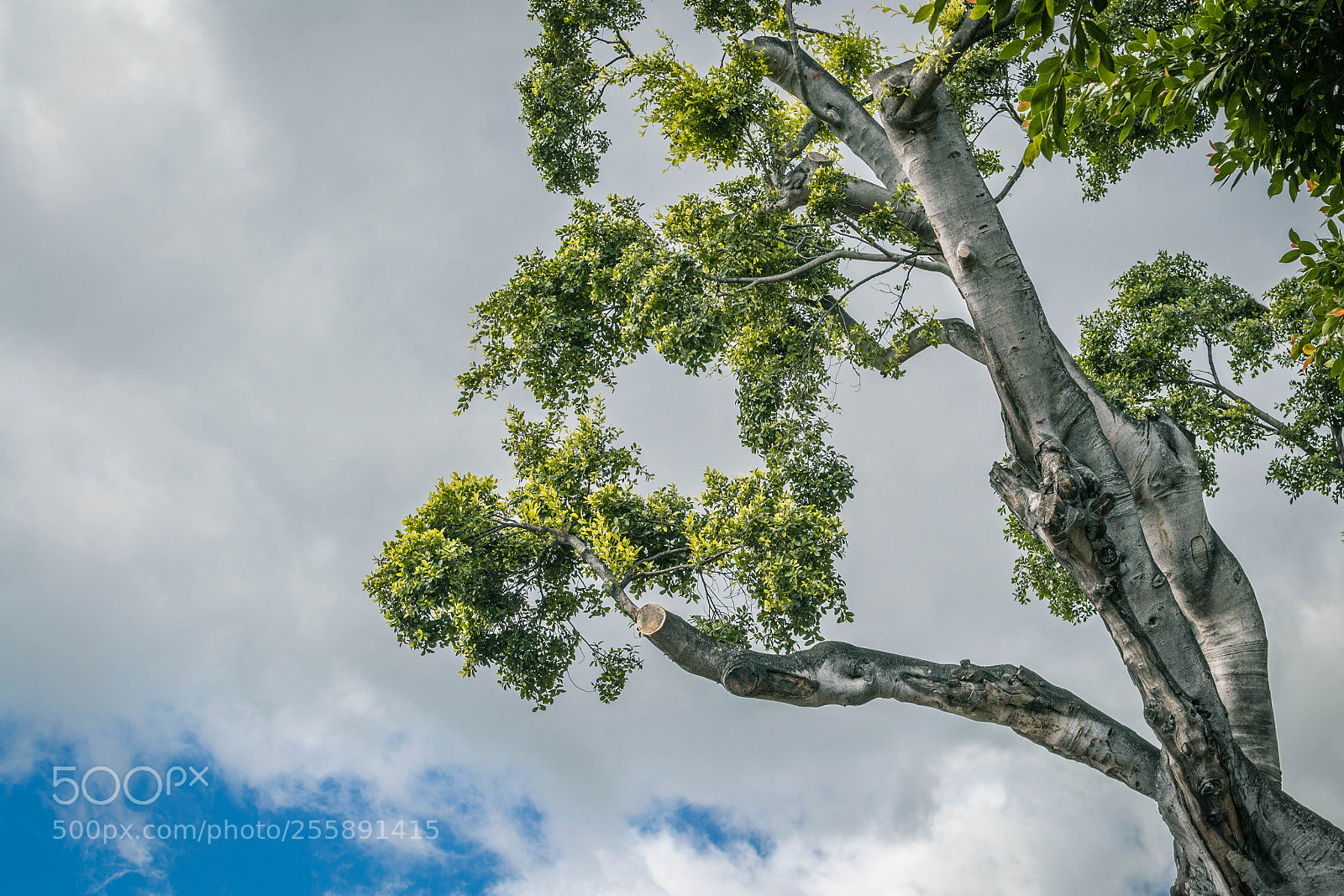 Nikon D3100 sample photo. Tree photography