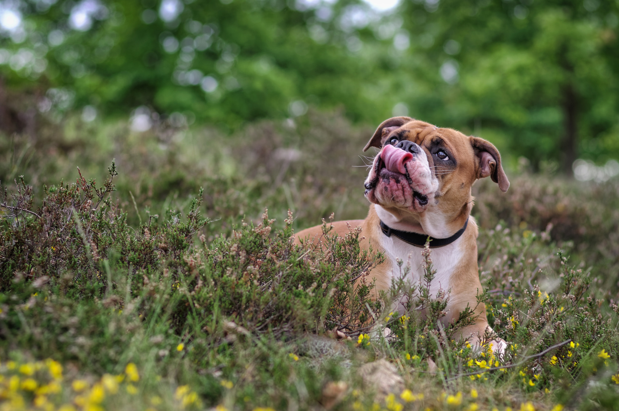 Pentax KP sample photo. Thinking about treats... photography