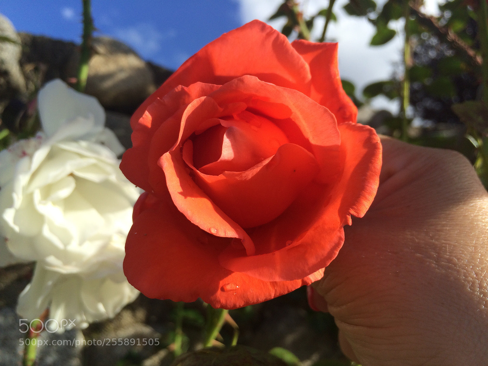 Apple iPhone 5s sample photo. Red & white photography