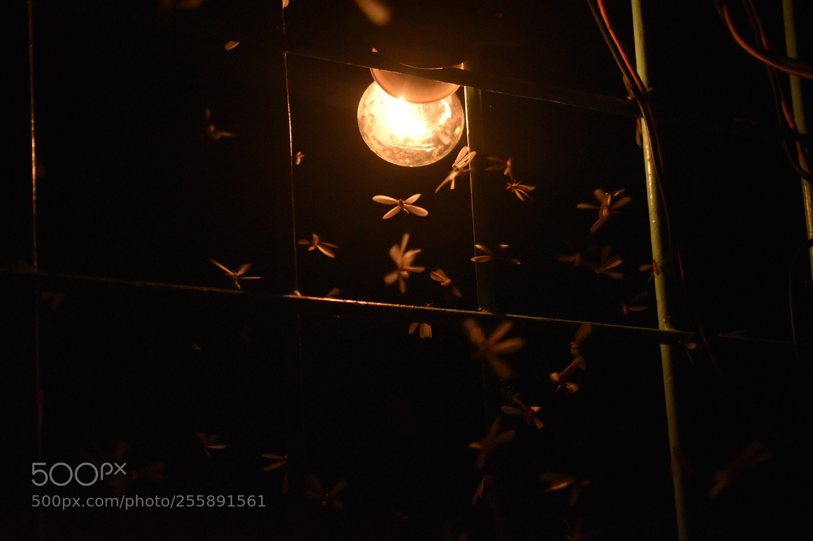 Nikon D5500 sample photo. Right to fly photography
