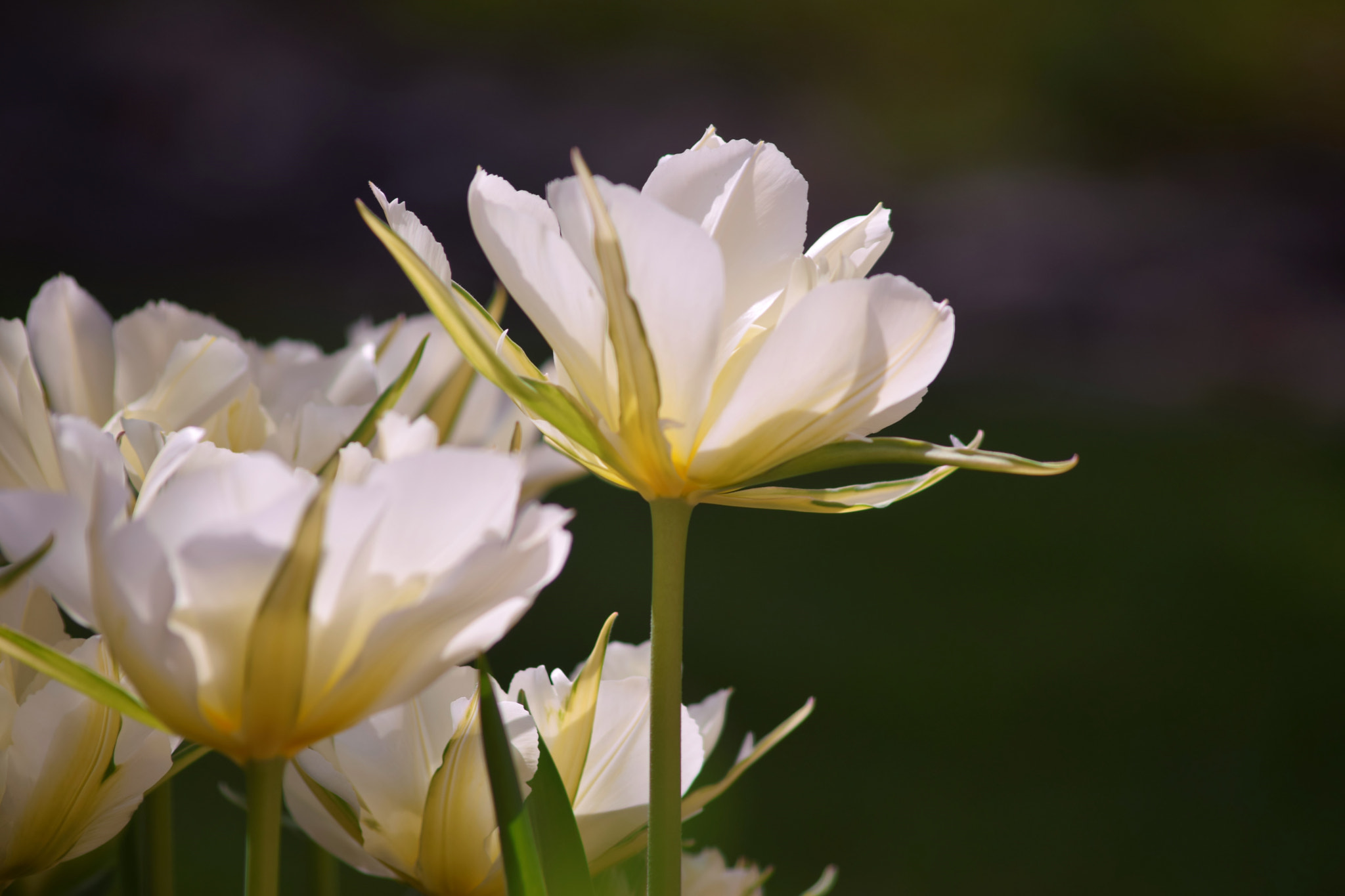 Sigma 70-300mm F4-5.6 APO DG Macro sample photo. "...as one gets older." photography