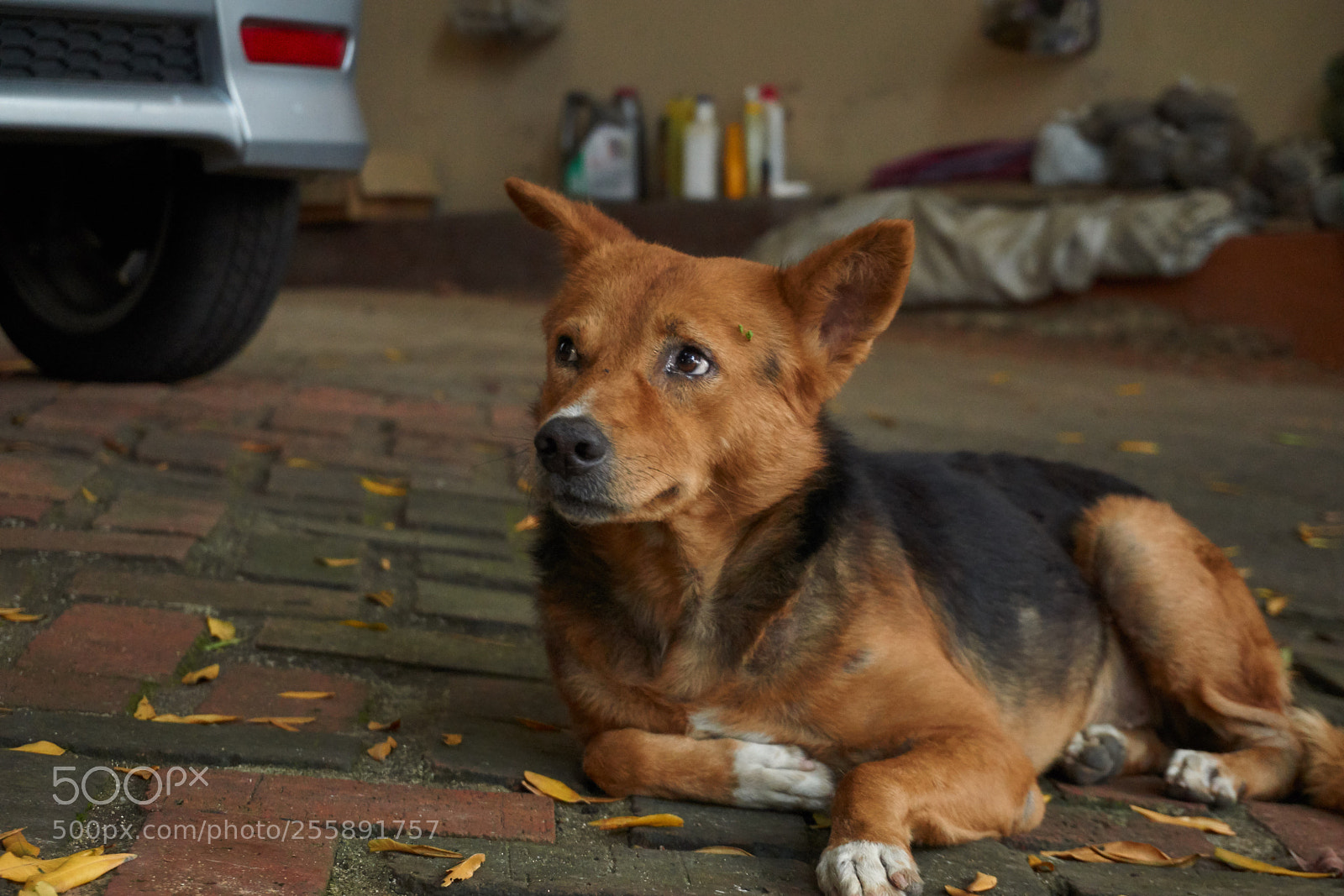 Sony a6000 sample photo. Am i cute... photography
