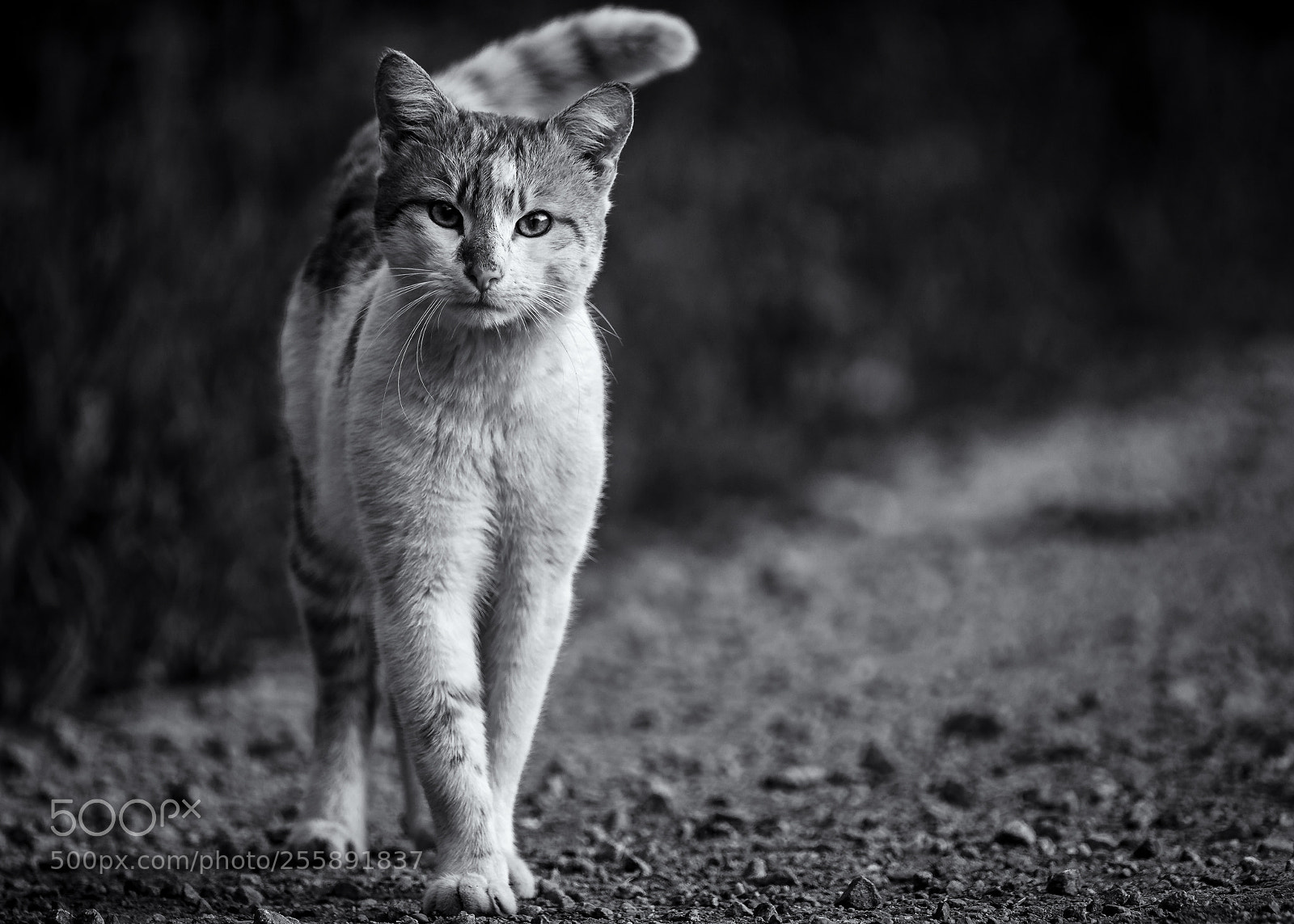 Sony a7R sample photo. Cat model photography
