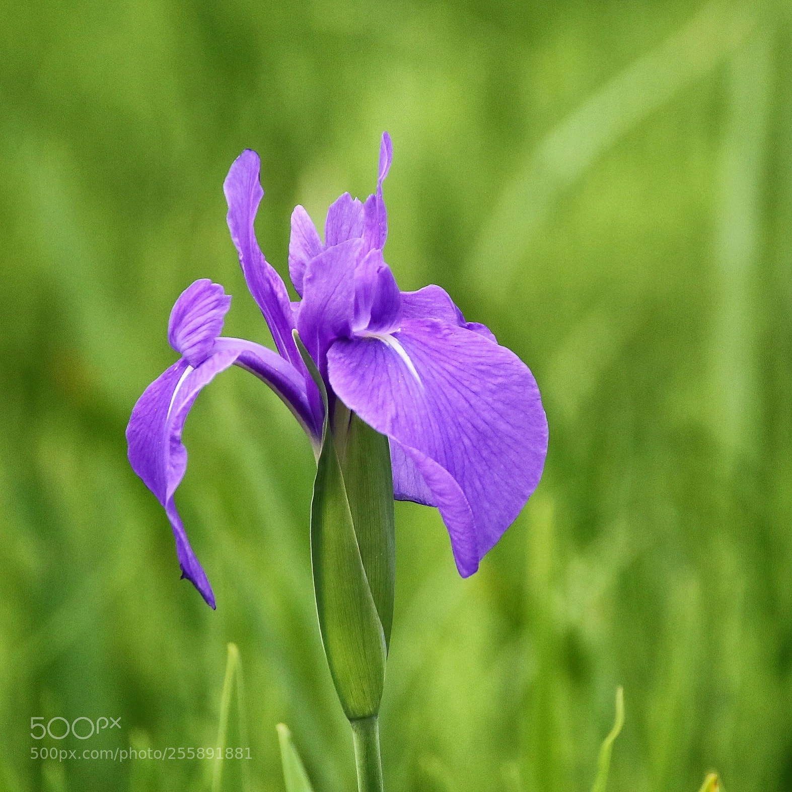 Canon EOS 7D Mark II sample photo. Untitled photography