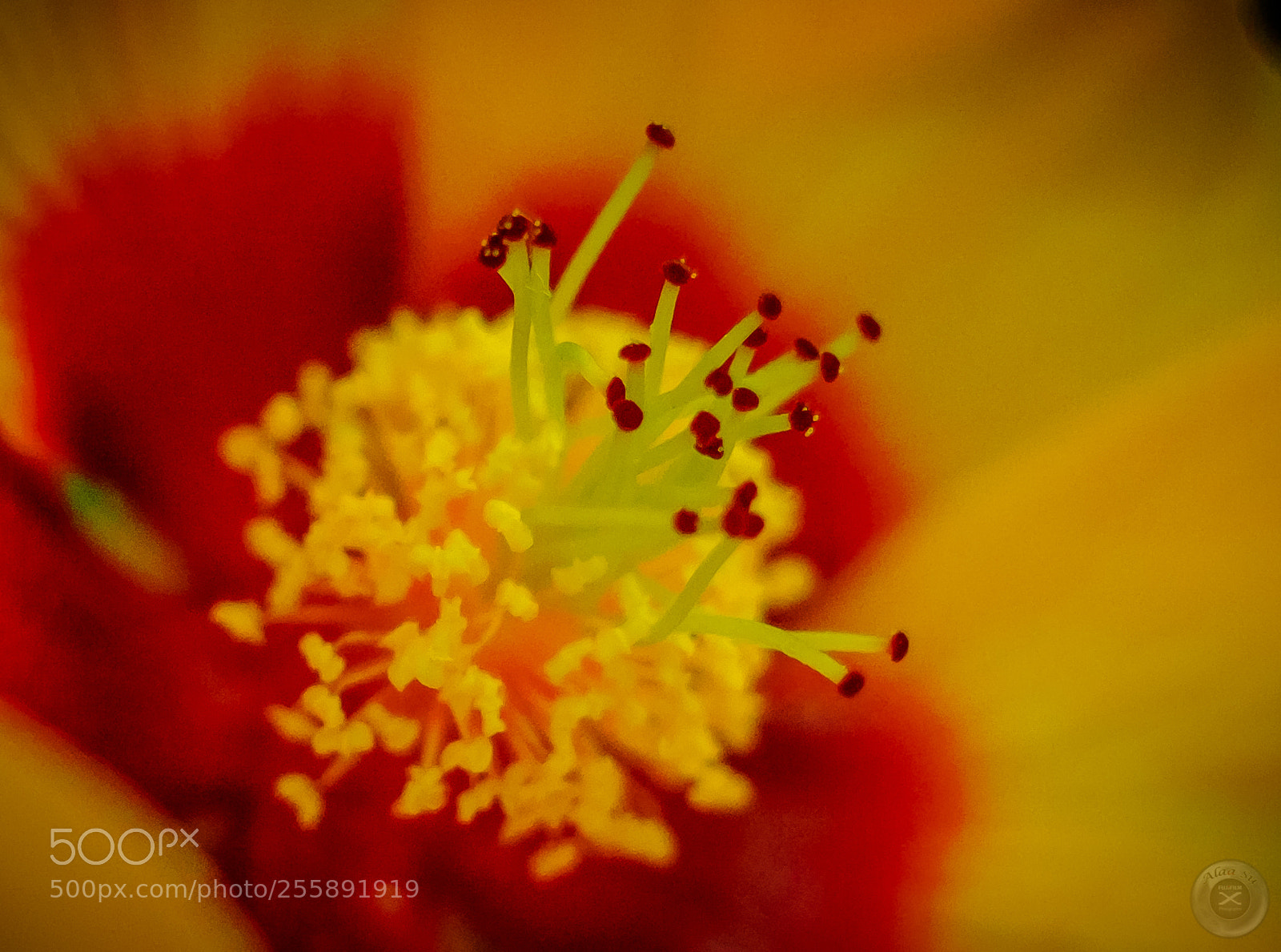 Fujifilm X-E2S sample photo. Deep inside yellow flower photography