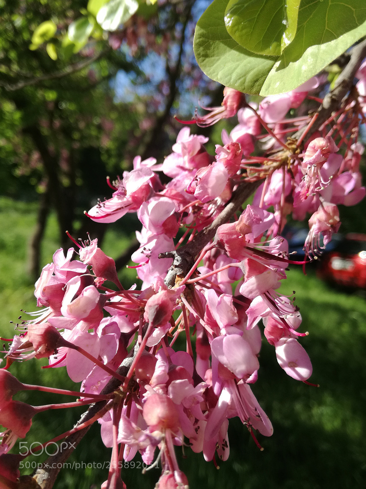 HUAWEI P9 LITE sample photo. Spring is here photography