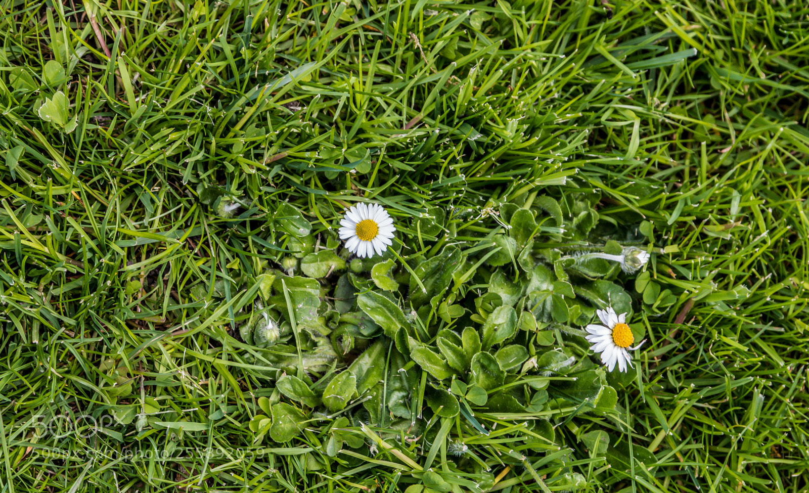 Canon EOS 70D sample photo. White daisy green grass photography