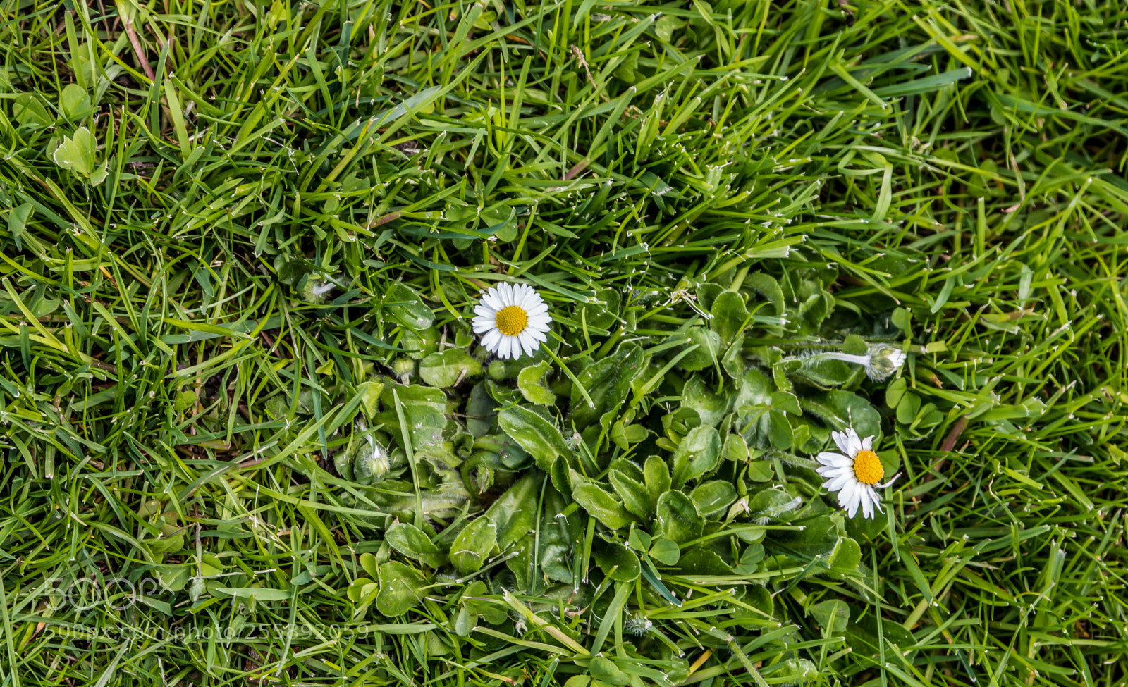 Canon EOS 70D sample photo. White daisy green grass photography