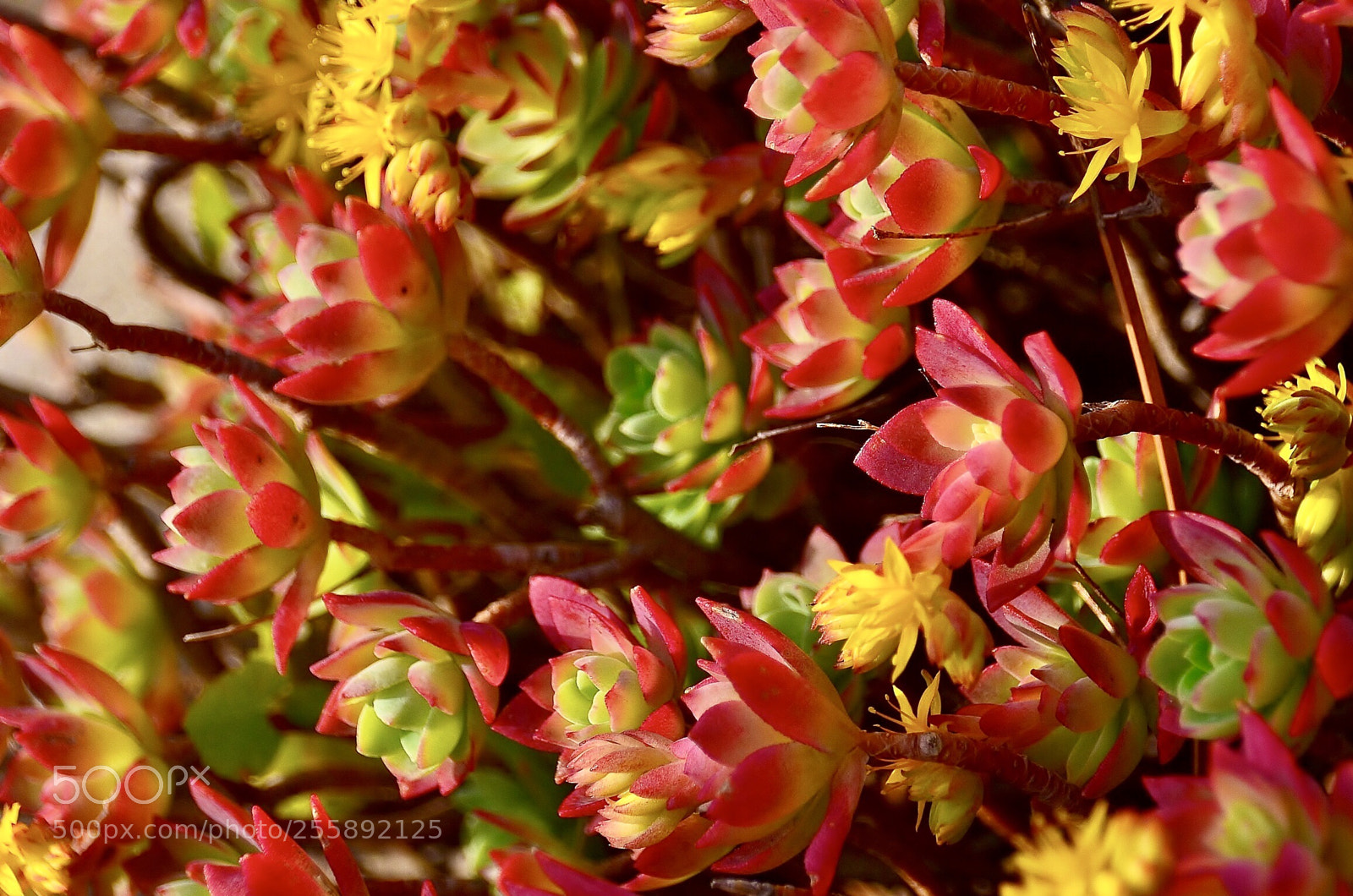 Nikon D7000 sample photo. Lovely flowers photography