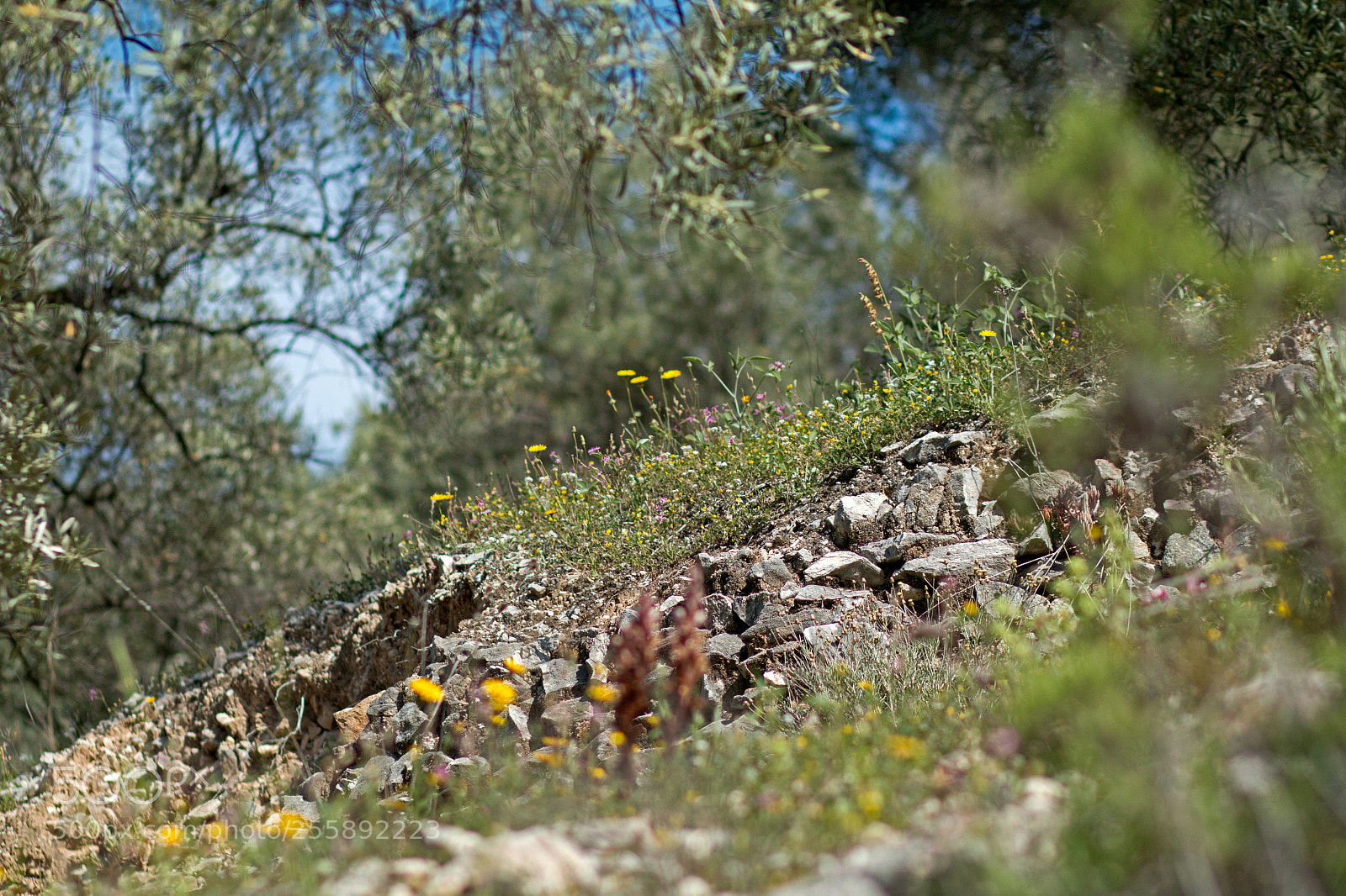 Canon EOS 70D sample photo. Springtime in spain photography