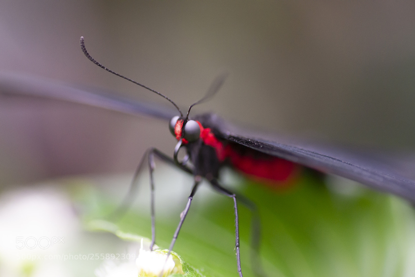 Nikon D600 sample photo. Butterflies go free photography