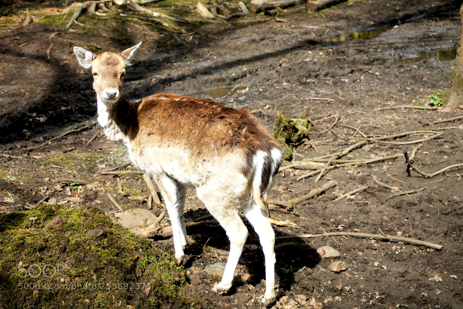 Canon EOS 1100D (EOS Rebel T3 / EOS Kiss X50) sample photo. Deer photography