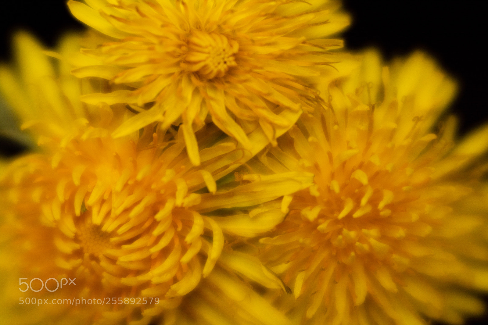 Nikon D7100 sample photo. Dandelion.6-trio photography