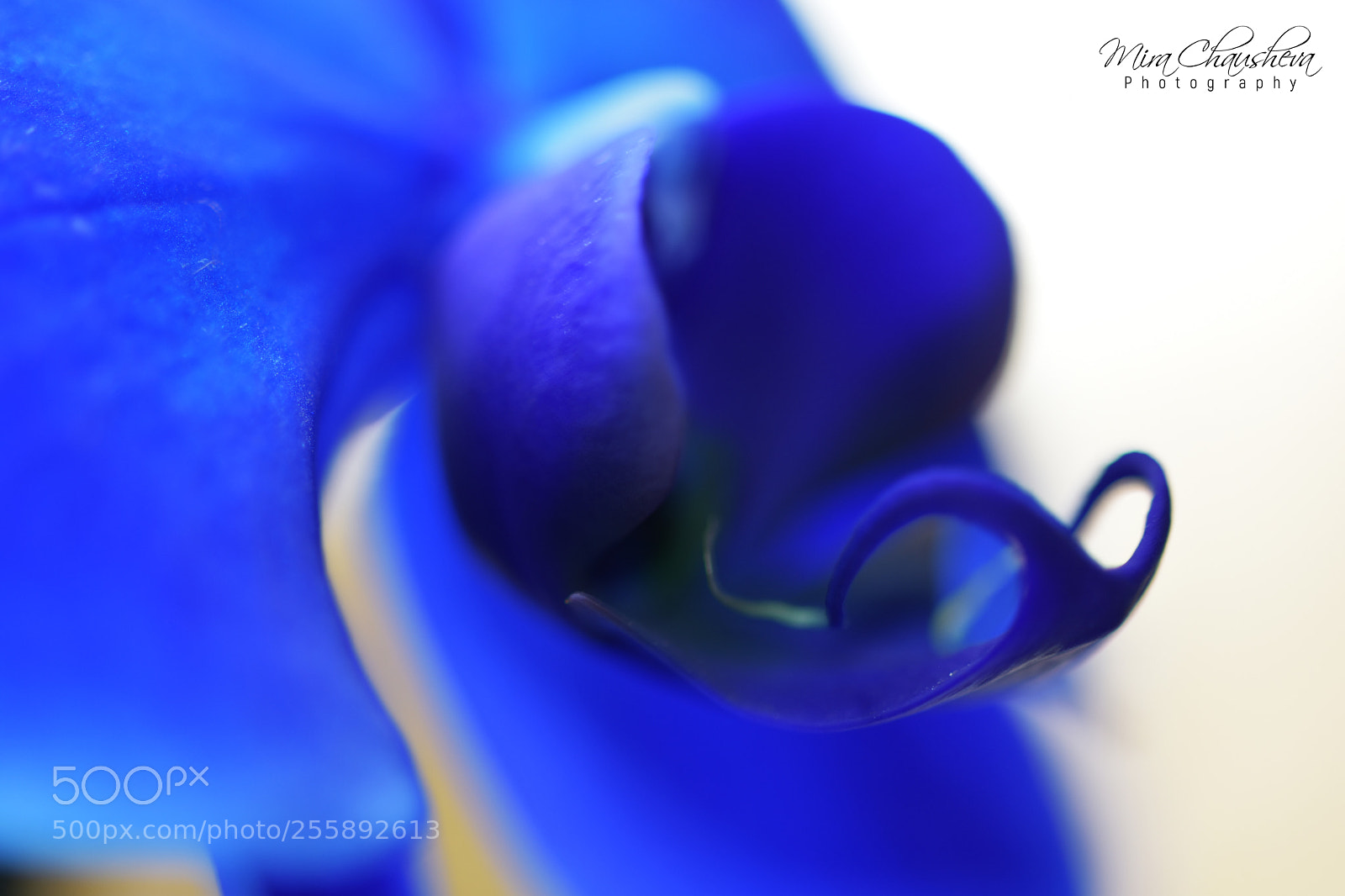 Nikon D3400 sample photo. Blue orchid photography