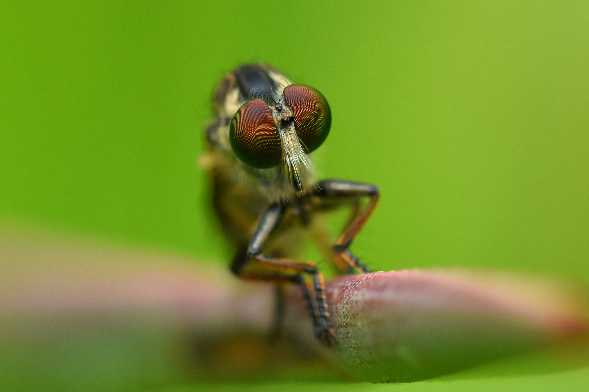 Nikon D7200 + Sigma 105mm F2.8 EX DG OS HSM sample photo. 虻 photography