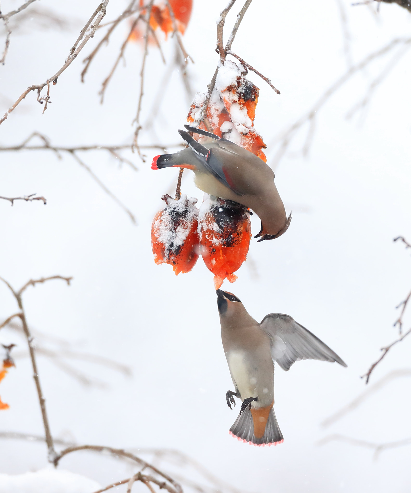 Canon EOS-1D X Mark II + Canon EF 800mm F5.6L IS USM sample photo. ヒレンジャク　japanese waxwing photography