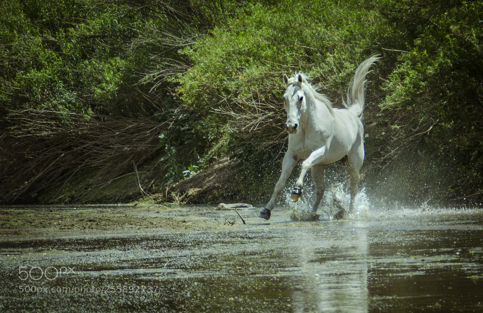 Nikon D7000 sample photo. Frolickingk photography