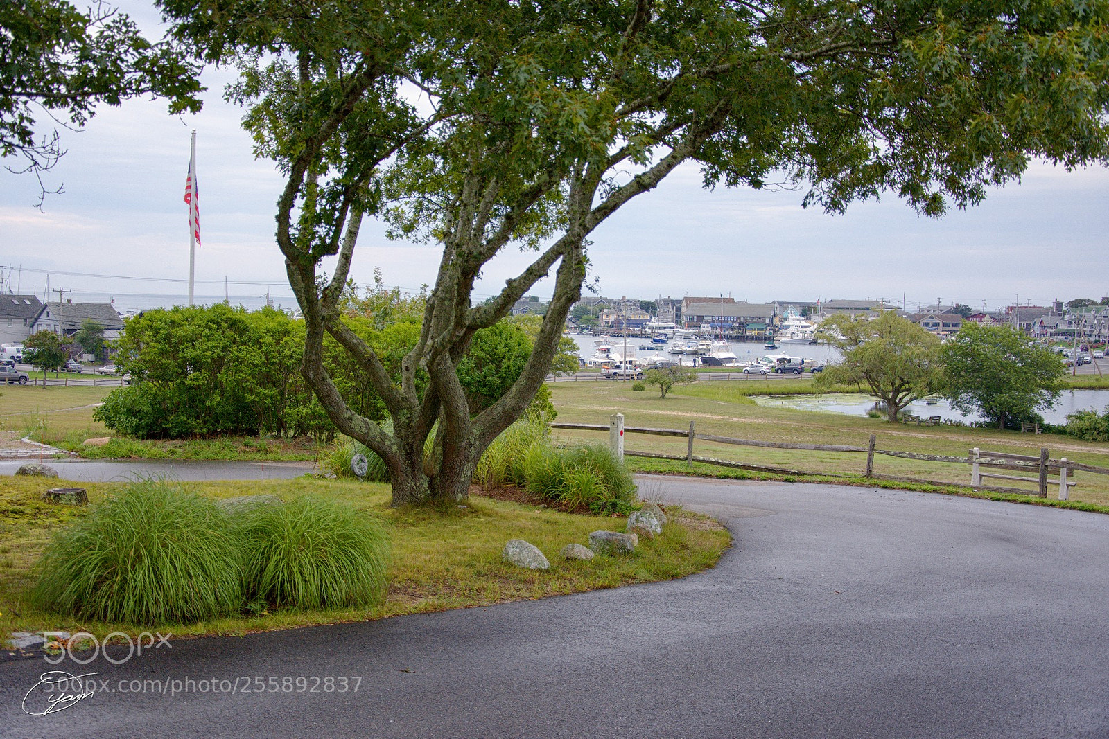 Nikon D7200 sample photo. Oyamam_20170815-093044znk photography