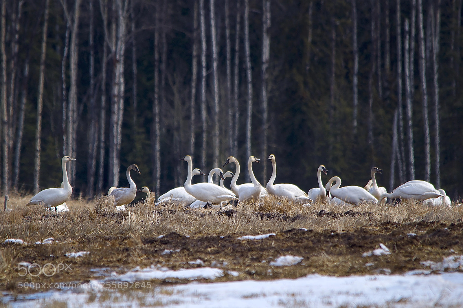 Nikon D5000 sample photo. Neck & neck . . . & neck . . . photography