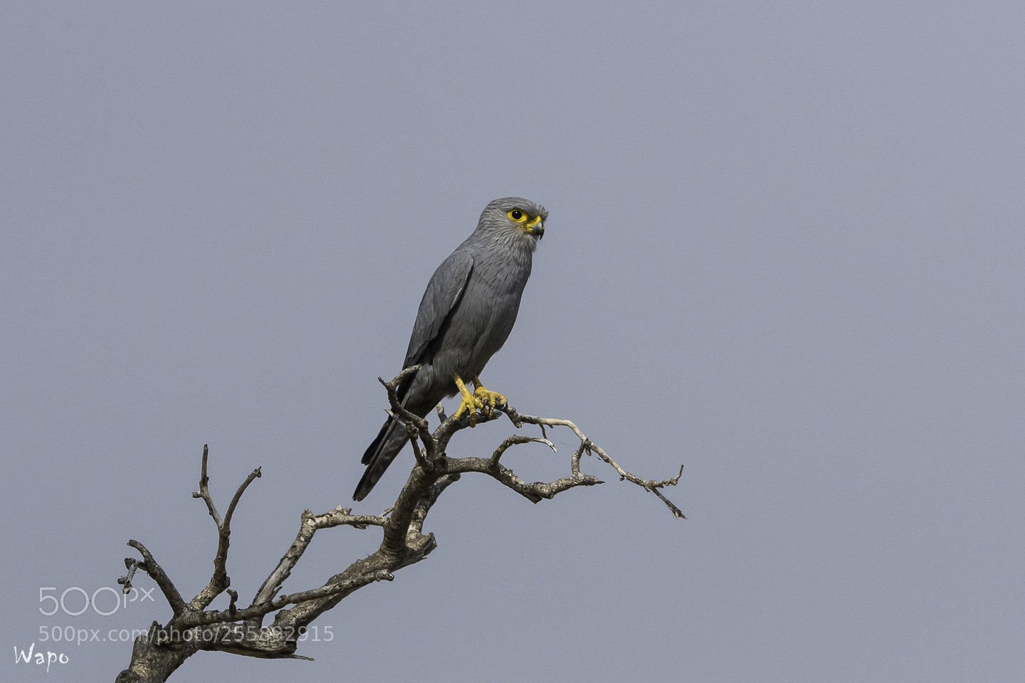 Nikon D500 sample photo. Grey kestrel photography