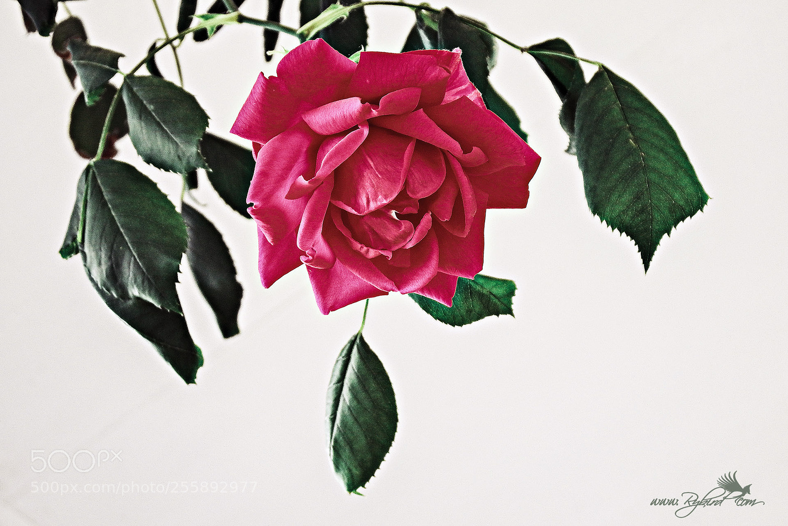 Fujifilm FinePix S1 sample photo. Neighborly rose photography