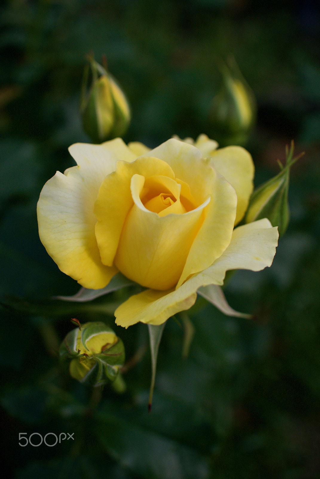 Nikon 1 J2 sample photo. Yellow rose photography