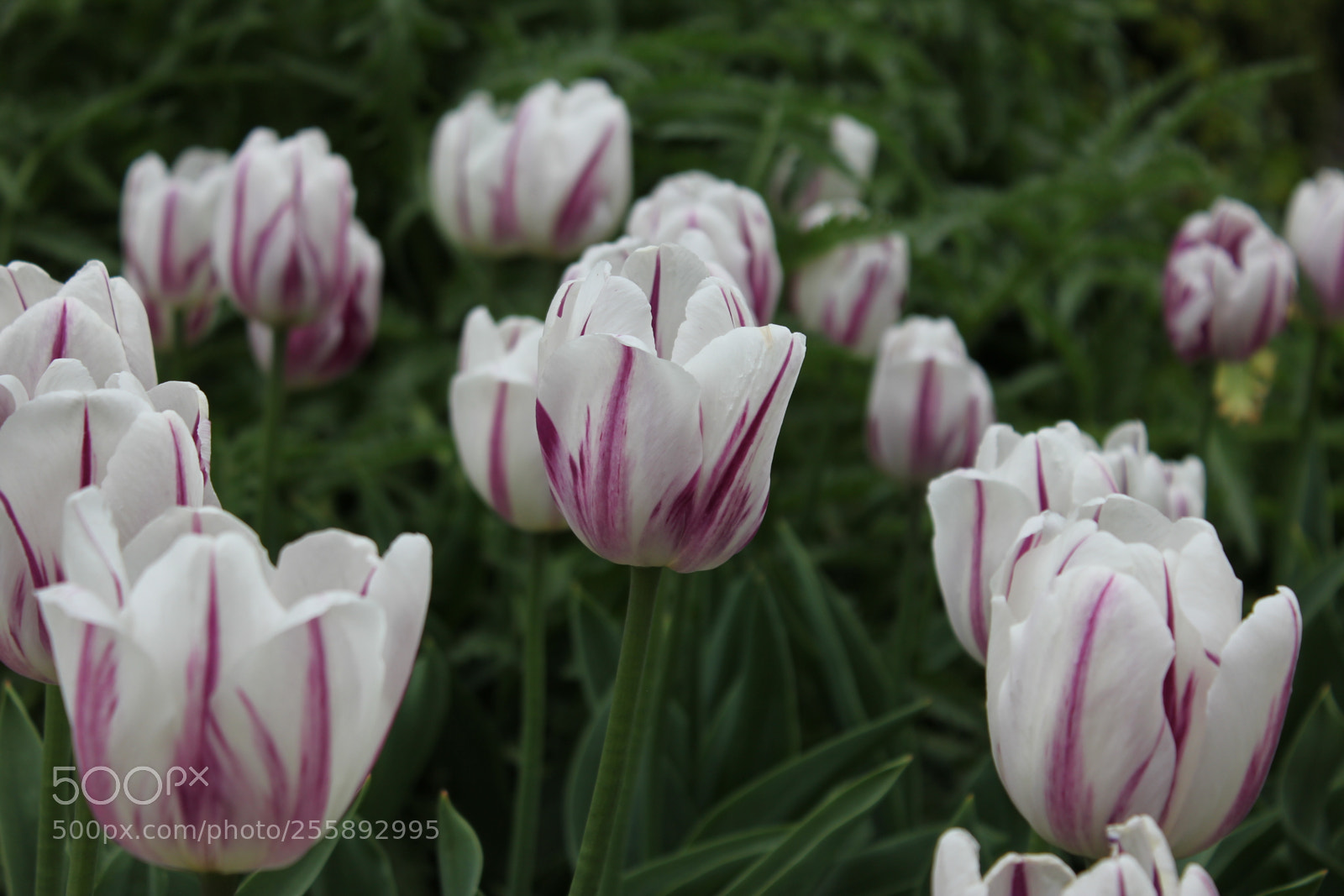 Canon EOS 550D (EOS Rebel T2i / EOS Kiss X4) sample photo. Tulips, edward's gardens, toronto photography