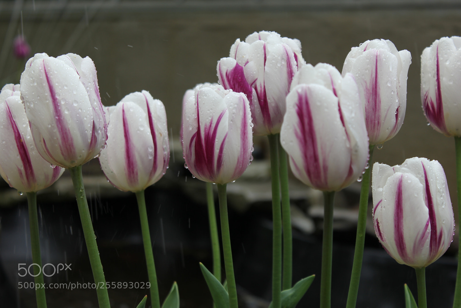 Canon EOS 550D (EOS Rebel T2i / EOS Kiss X4) sample photo. Tulips, edward's gardens, toronto photography