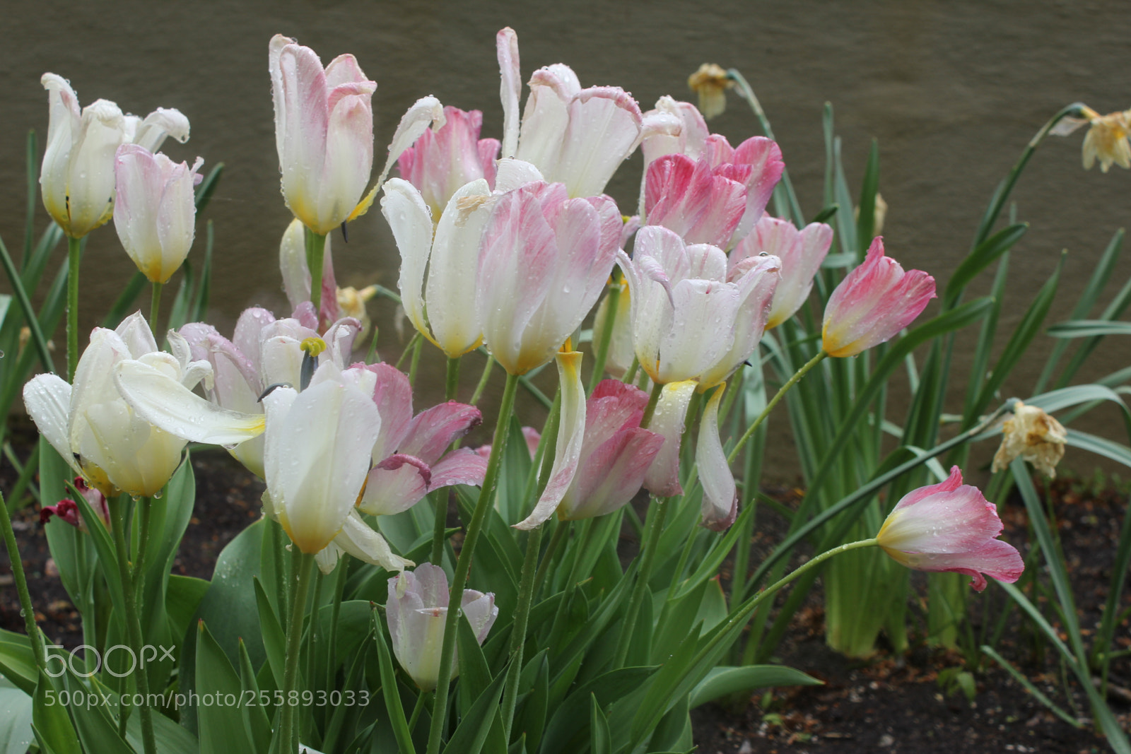 Canon EOS 550D (EOS Rebel T2i / EOS Kiss X4) sample photo. Tulips, edward's gardens, toronto photography