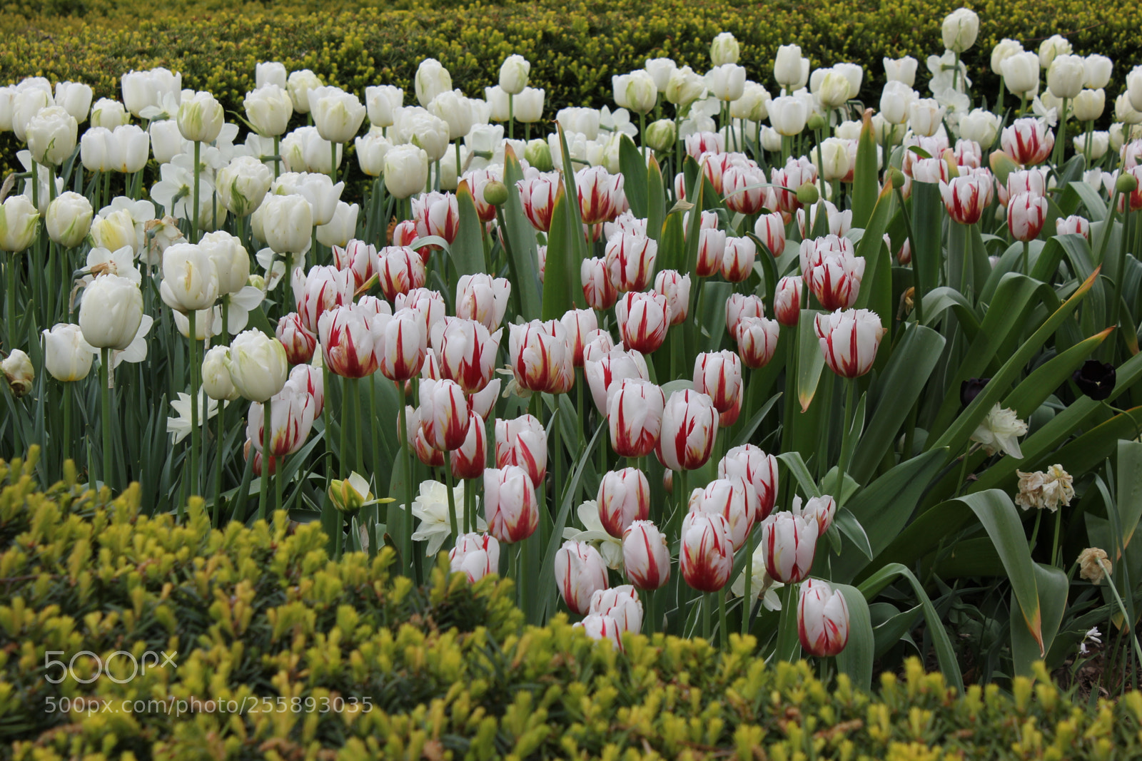 Canon EOS 550D (EOS Rebel T2i / EOS Kiss X4) sample photo. Tulips, edward's gardens, toronto photography