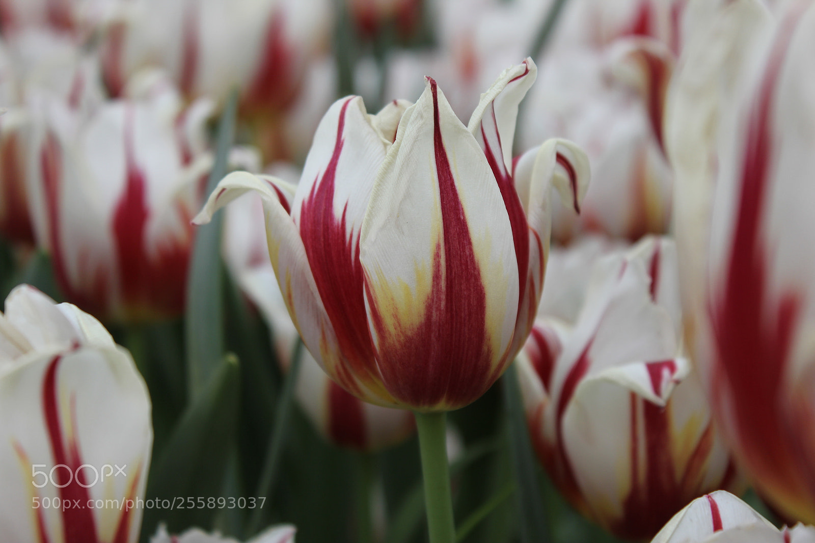 Canon EOS 550D (EOS Rebel T2i / EOS Kiss X4) sample photo. Tulips, edward's gardens, toronto photography