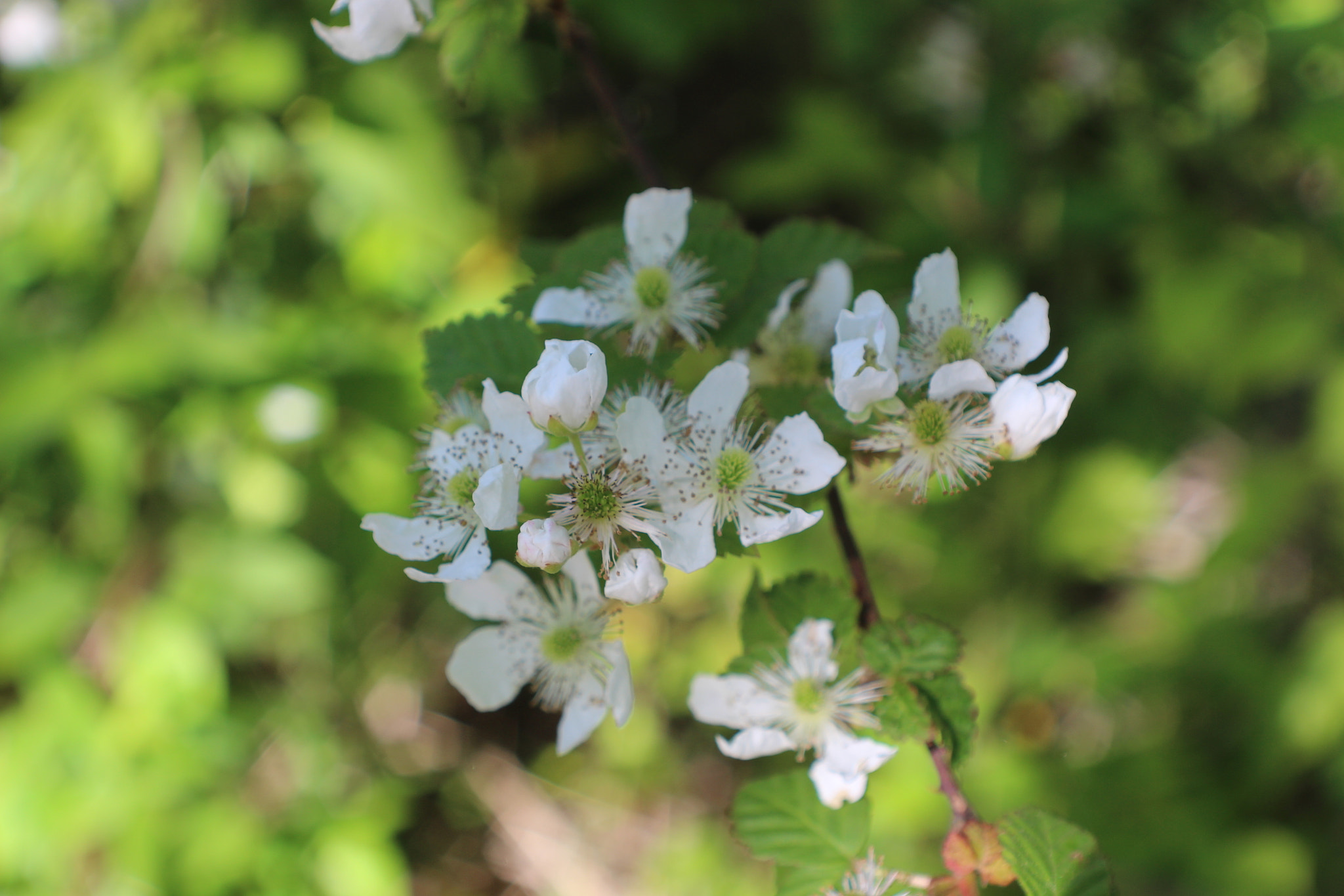 Canon EOS 700D (EOS Rebel T5i / EOS Kiss X7i) sample photo. Berry blossom photography