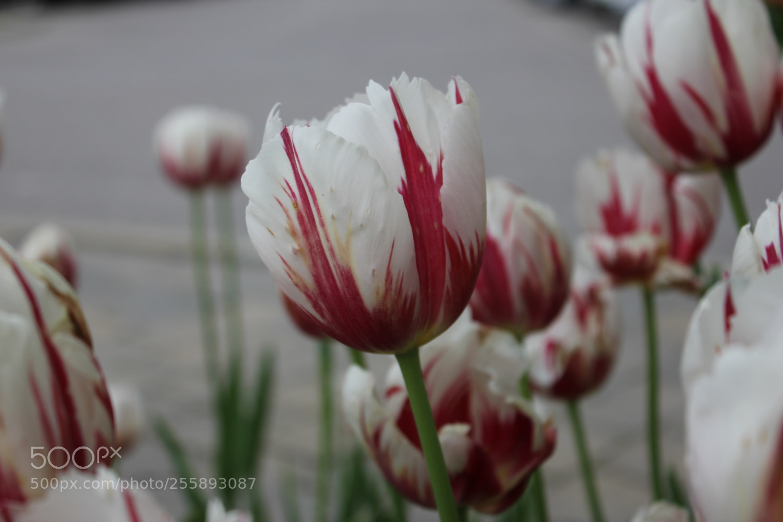 Canon EOS 550D (EOS Rebel T2i / EOS Kiss X4) sample photo. Tulips, edward's gardens, toronto photography