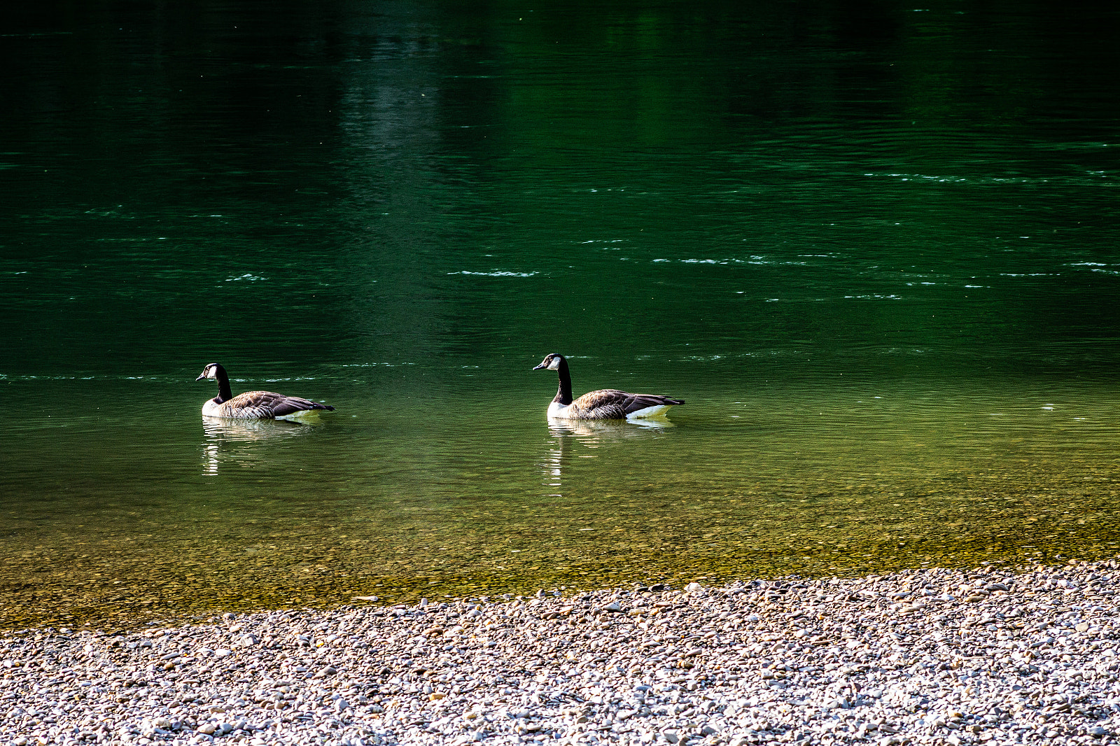 Canon EOS 600D (Rebel EOS T3i / EOS Kiss X5) sample photo. Ducks photography
