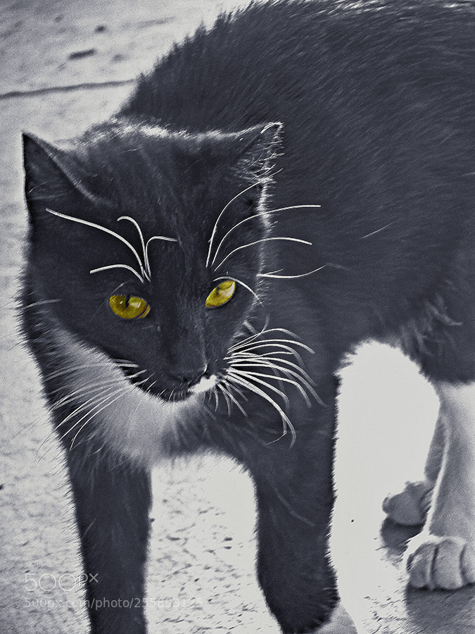 Fujifilm FinePix S1 sample photo. Wild mickey photography