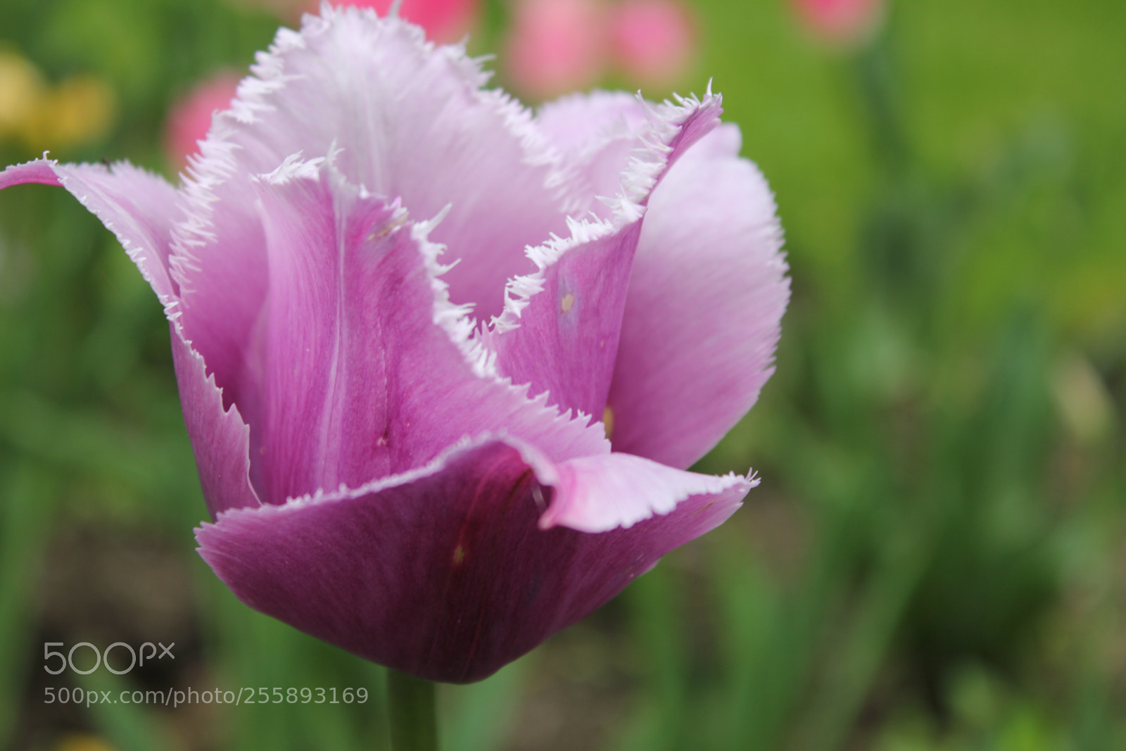 Canon EOS 550D (EOS Rebel T2i / EOS Kiss X4) sample photo. Tulips, edward's gardens, toronto photography
