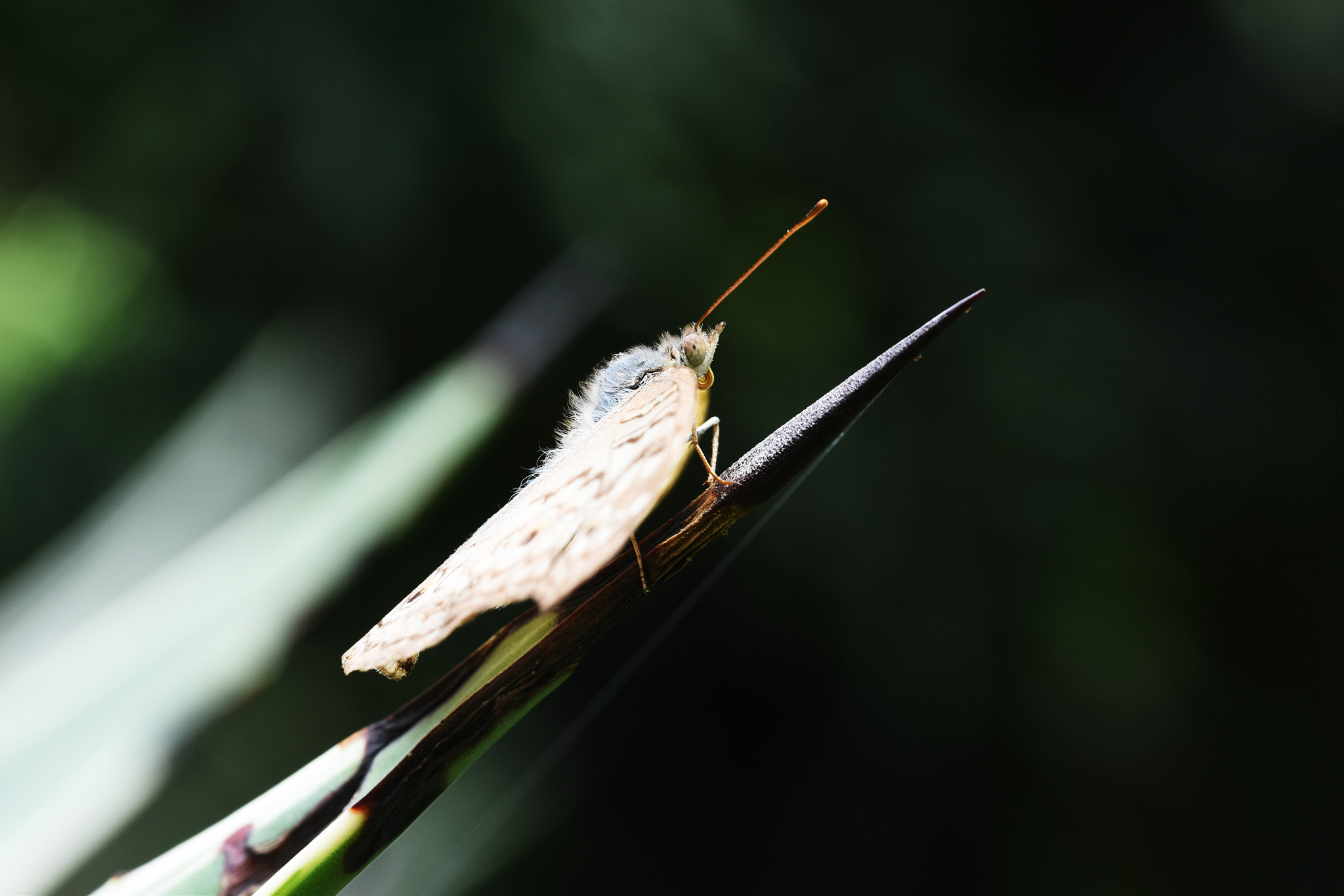 Nikon D7200 + Sigma 105mm F2.8 EX DG OS HSM sample photo. 蝶 photography