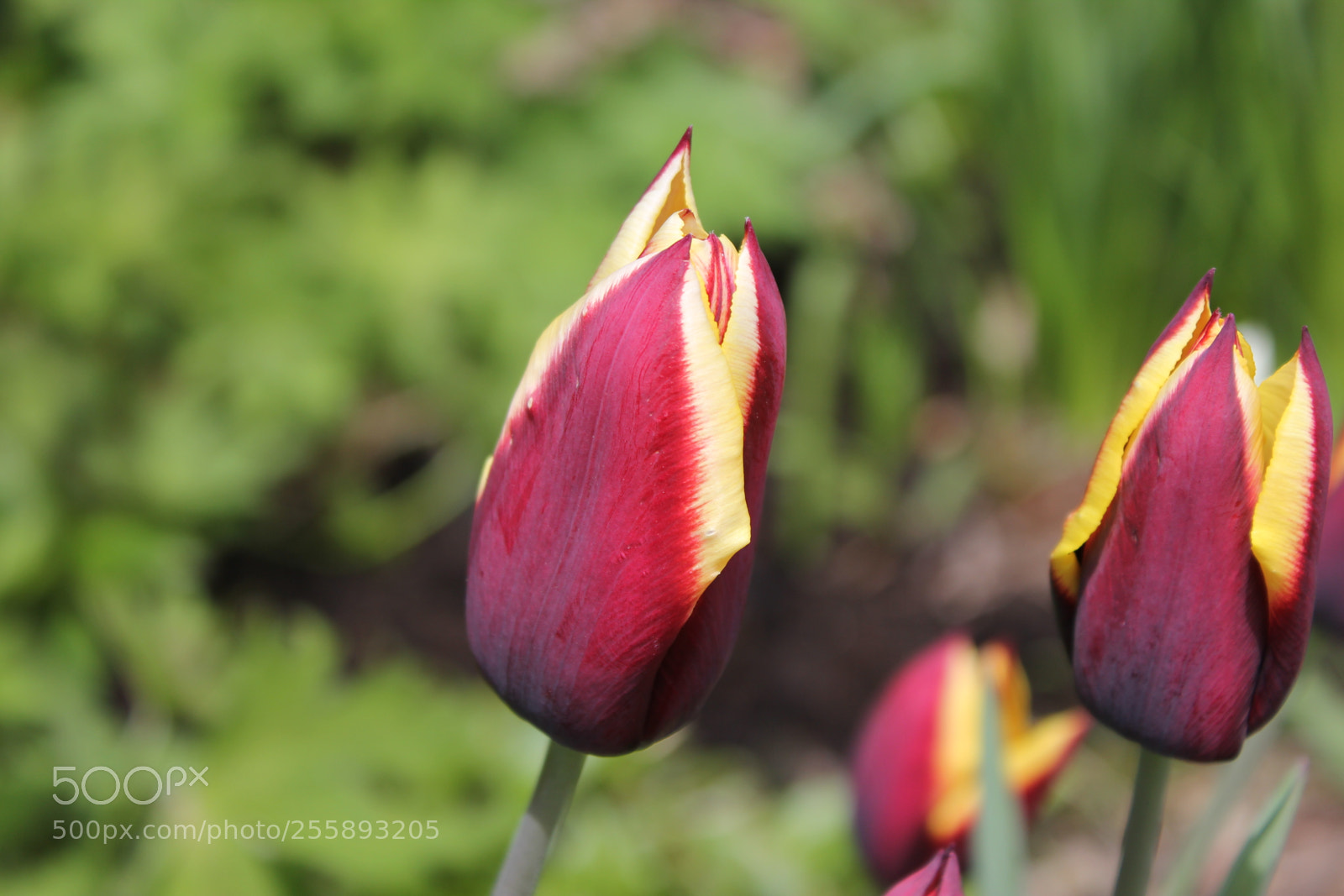 Canon EOS 550D (EOS Rebel T2i / EOS Kiss X4) sample photo. Tulips, edward's gardens, toronto photography