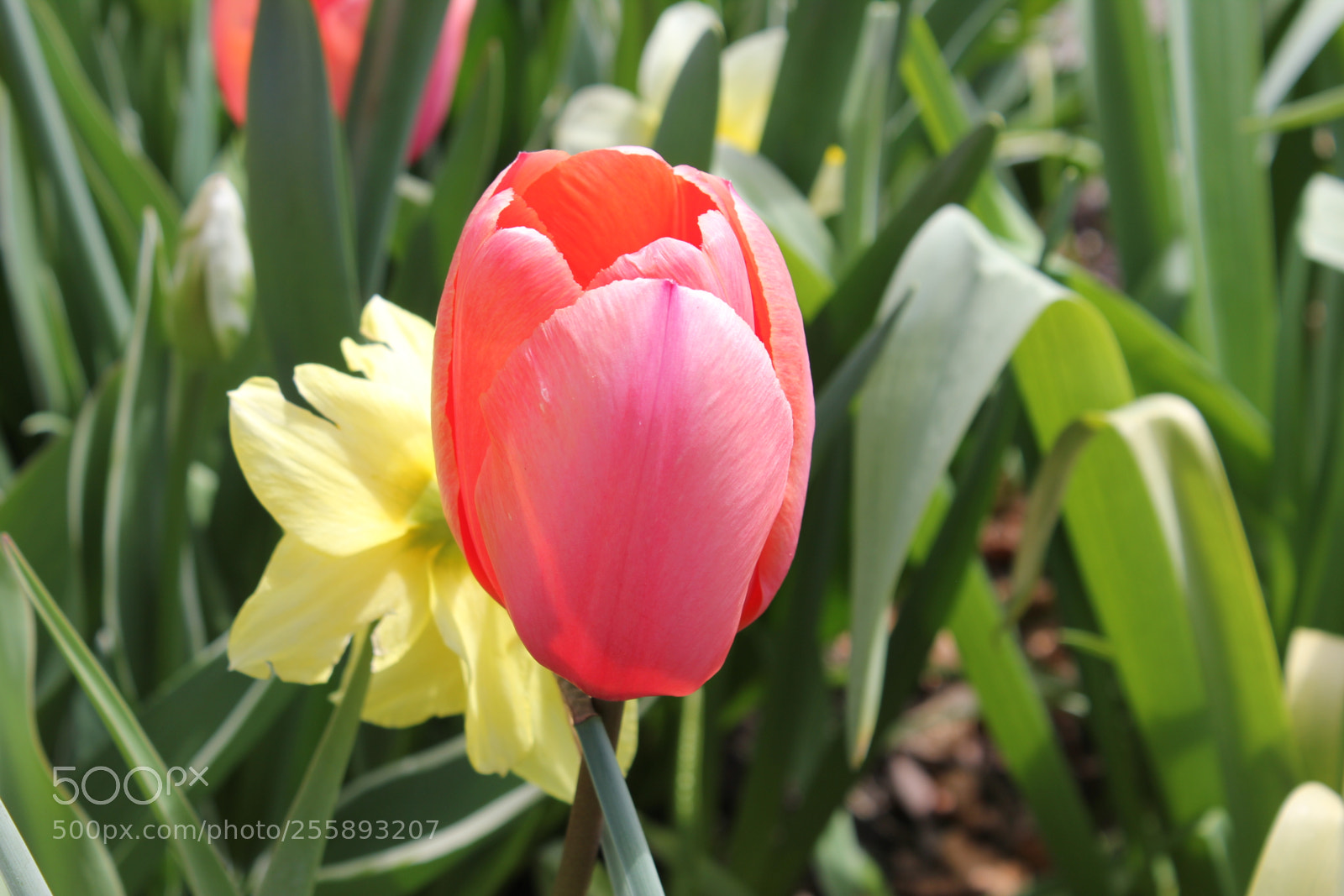 Canon EOS 550D (EOS Rebel T2i / EOS Kiss X4) sample photo. Tulips, edward's gardens, toronto photography