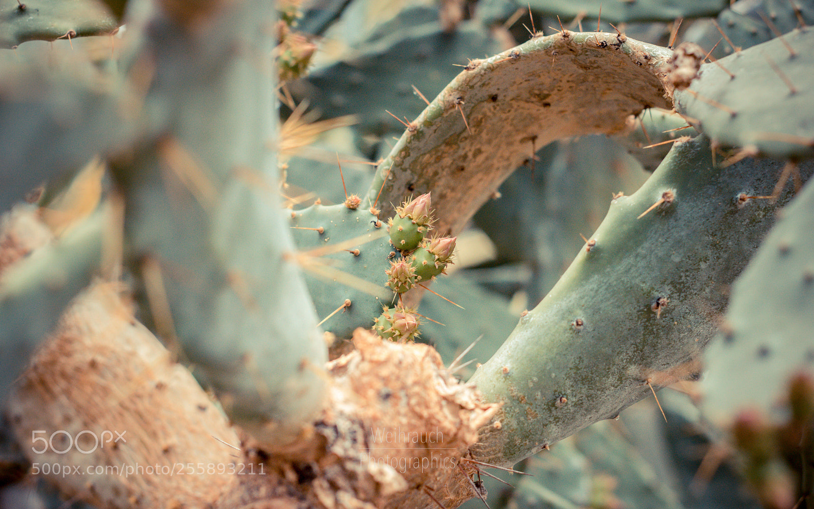 Canon EOS 750D (EOS Rebel T6i / EOS Kiss X8i) sample photo. Stitchy green photography