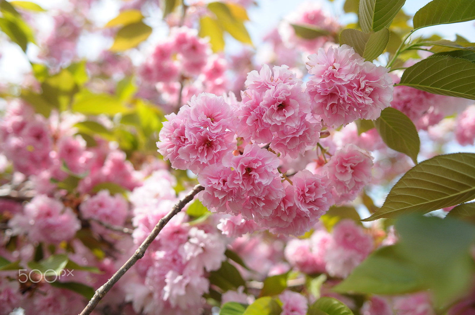 Nikon D300 sample photo. Cherry blossoms 13 photography
