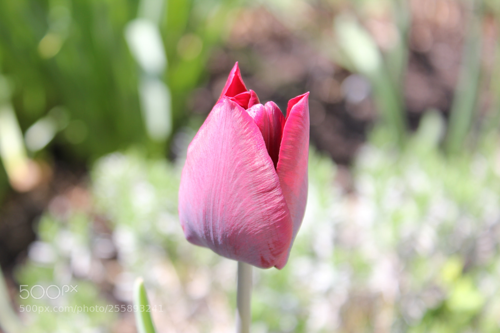 Canon EOS 550D (EOS Rebel T2i / EOS Kiss X4) sample photo. Tulips, edward's gardens, toronto photography